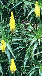 Aloe striatula