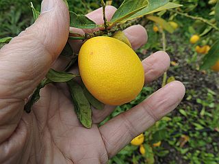 Aladin Chips Trucioli Legno Arancio Orange Tree Mediterranean Aladin Chips Trucioli Legno Arancio Orange Tree Mediterranean